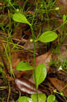 Seaside brookweed <BR>Water pimpernel